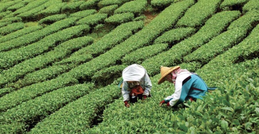 Yangshuo: Tea Plantation and Xianggong Hill Half-Day Tour