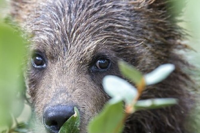 Yellowstone and Grand Teton National Parks Wildlife Adventure (2 Day/1 Night)