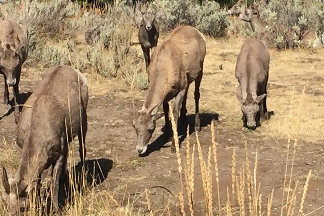Yellowstone For Kids All-inclusive"Family Fun" Tours PU Cody Wy