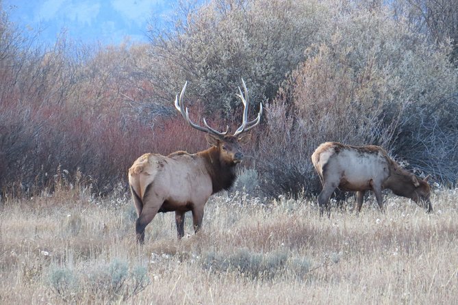 Yellowstone & Grand Teton National Parks – Ultimate Wildlife Safari