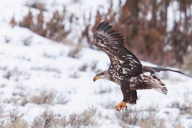 Yellowstone Snowshoe Safari From Bozeman - Private Tour