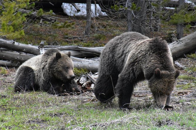 Yellowstone Western Tours