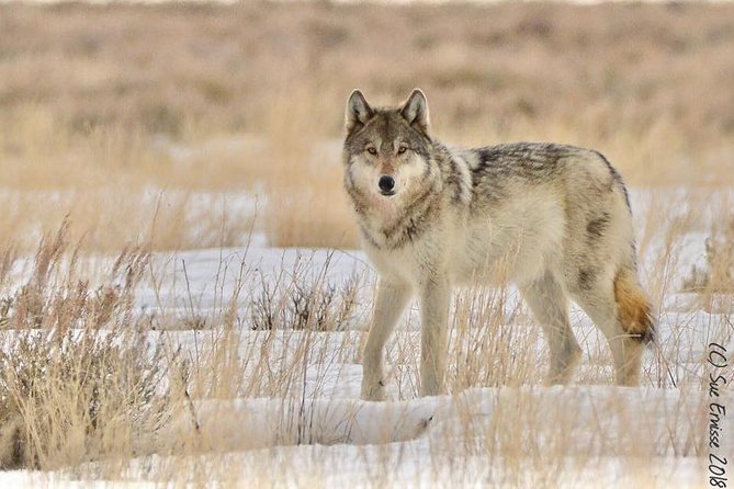 Yellowstone Wolves and Winter 4day/3night Adventure From Montana