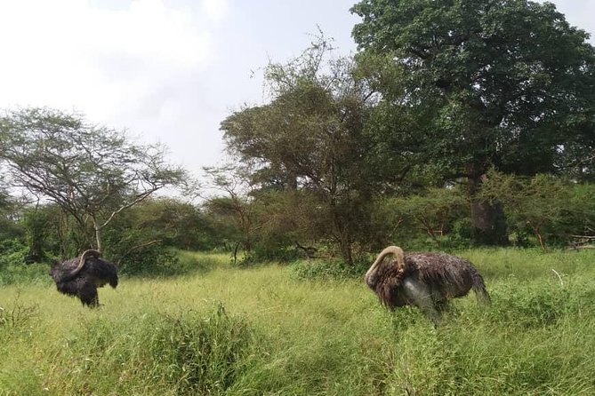3 Best Guided Tours In Dakar