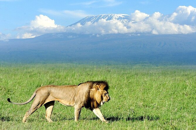 2-Day All Inclusive Safari to Amboseli National Park From Nairobi - Safari Overview