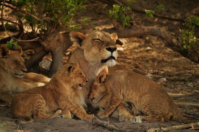 2-Day Camping Safari in Chobe National Park From Victoria Falls - Good To Know