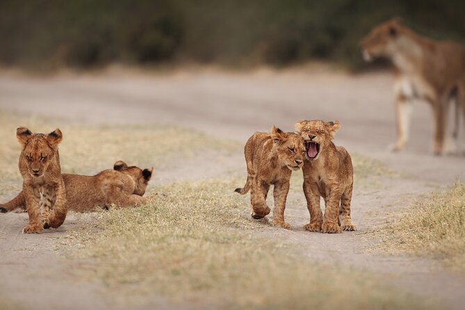 2 Day Kruger National Park Safari From Johannesburg and Transfers - Good To Know