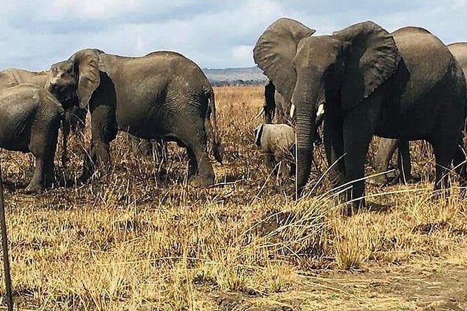2-Day Private Mikumi National Park Tour From Dar Es Salaam - Good To Know