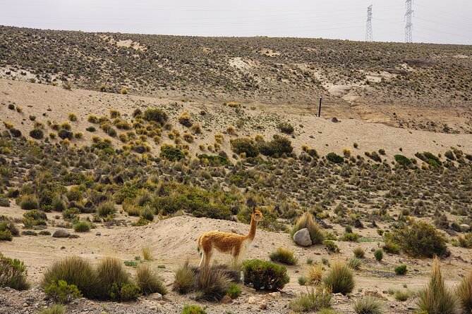 2 Day Tour to Colca Canyon - About Your Stay