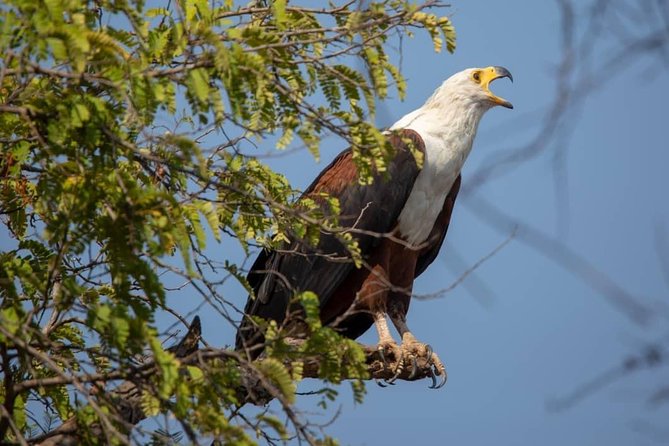 2 Day Wildlife Experience and Masai Culture Mikumi Park - Good To Know