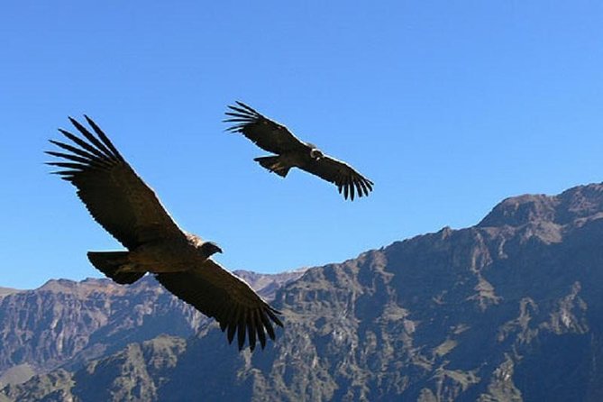 2 Days 1 Night Colca Canyon Tour From Arequipa - About Your Stay