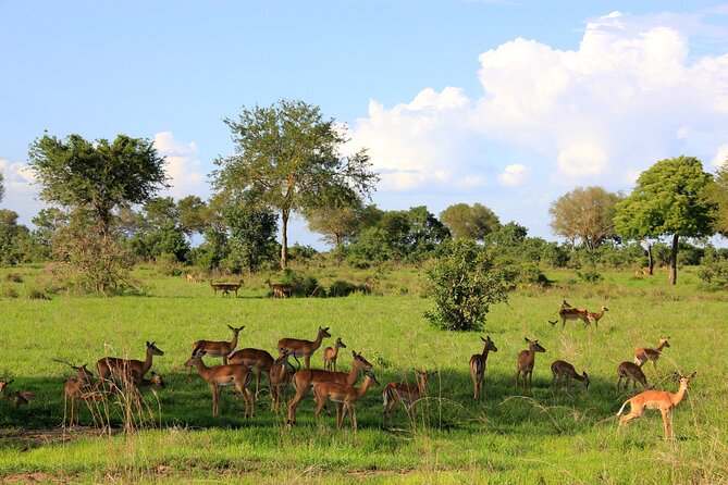 2 Days/ 1 Night Mikumi Tanzania National Park Safari - Good To Know