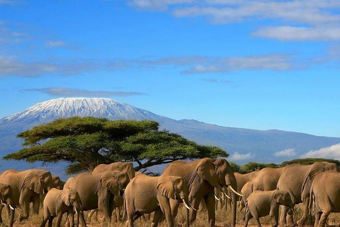 2 Days Amboseli Private Safari - Good To Know