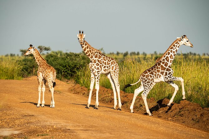 2 Days Budget Safari to Murchison Falls National Park - Good To Know