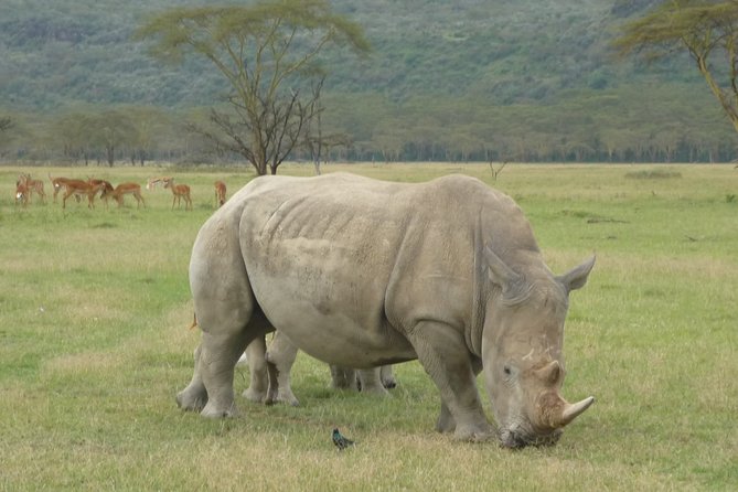 2 Days Lake Nakuru N/P