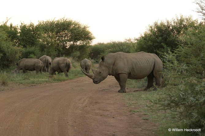 2-Days Pilanesberg Best Chance to View Big 5 With Private Extended Safari - Good To Know