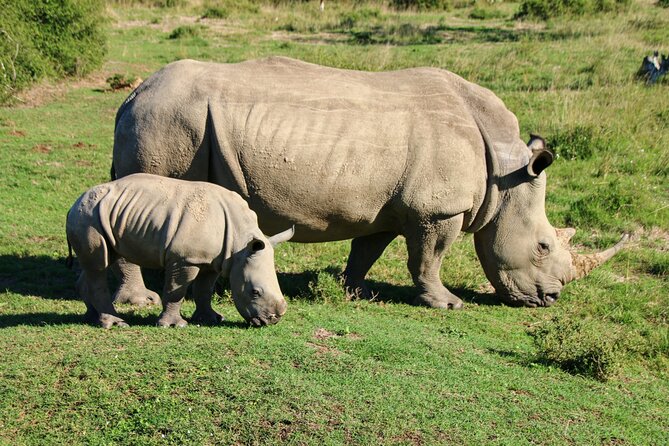 2 Days Pilanesberg National Park Luxury Safari - Good To Know