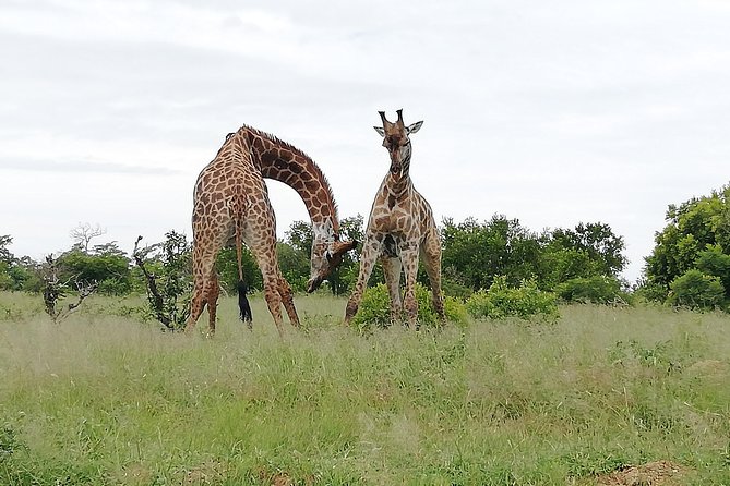 2 Days Pilanesberg Safari 4 Star Lodge
