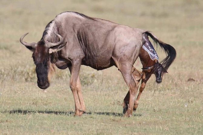 2 Days Safari to Mikumi National Park From Dar Es Salaam