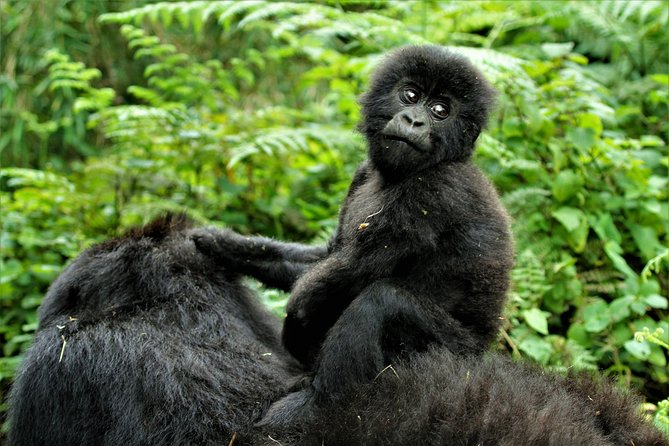 2 Days Uganda Gorilla Trekking - Good To Know