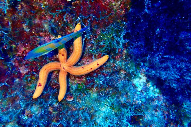 2-Hour Diving & Diving in Marina Del Plemmirio Area in Syracuse - Meeting Point Details