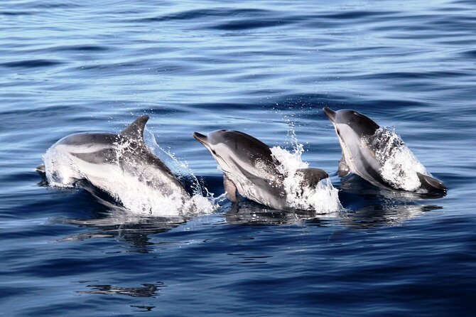 2-Hour Dolphin Watching Experience in Fuerteventura - Overview of the Experience