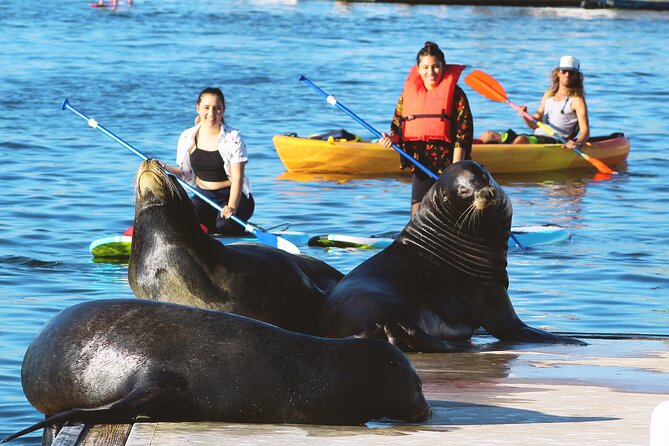 2-Hour Kayak or Paddleboard With Sea Lions in Marina Del Rey - Good To Know