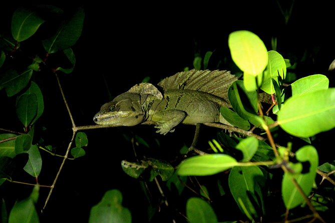 2 Hours of Night Boat Experience Through the Mangroves - Good To Know
