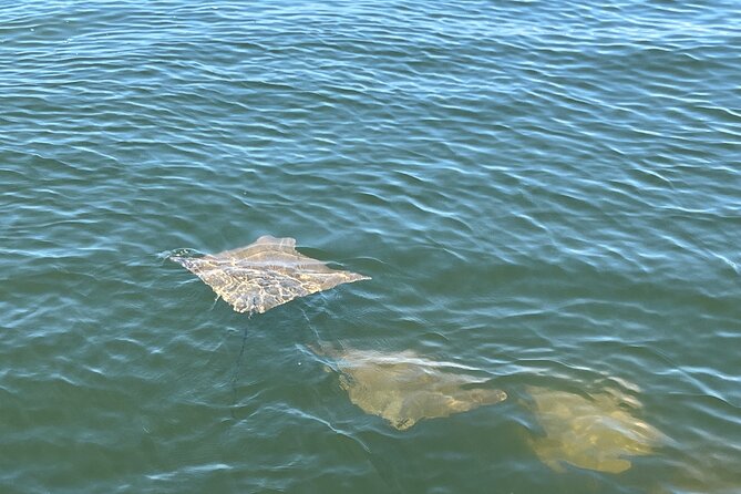 2 HR Dolphin Tour for 7 People - Meeting Point and Pickup