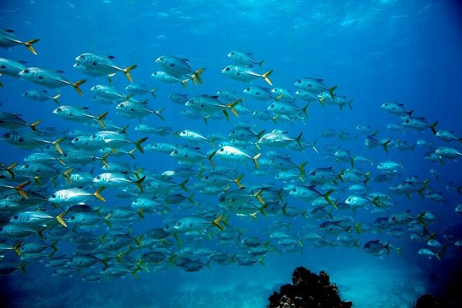 2 Location Snorkel Tour - Gear Included, 65 Minutes per Location - Good To Know