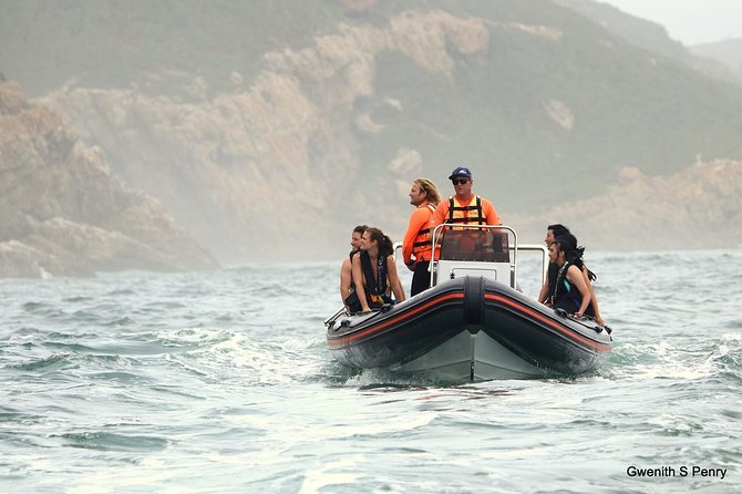 1.5-Hour Seal Viewing Boat Tour in Plettenberg Bay - Tour Logistics