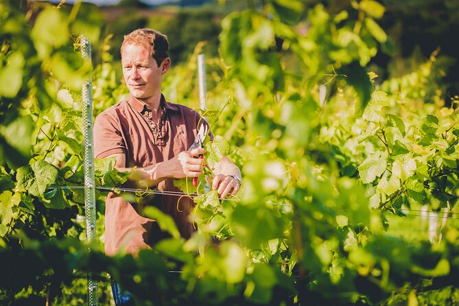 1.5-Hour Swanaford Vineyard Tour And Tasting Experience - Highlights of the Tour