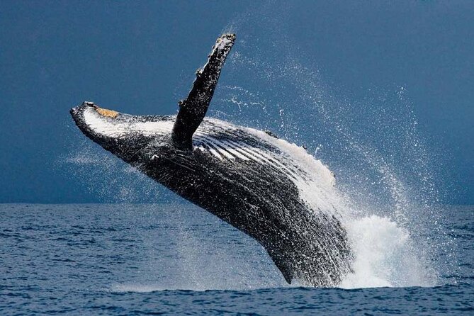 1.5 Hour Whale Watching Cruise With Pick-Up and Drop-Off - Cruise Details and Amenities