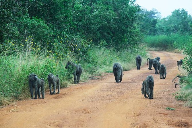 1 Day Akagera Wildlife Safaris Rwanda (2 Pax Min) - Inclusions