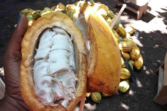 1 Day Cocoa Farm Tour - Significance of Cocoa to Ghana