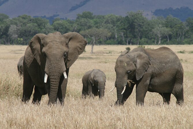 1-Day Maasai Mara Safari - Whats Included in the Tour