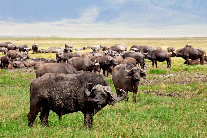 1-Day Ngorongoro Crater Group Safari - Inclusions and Exclusions