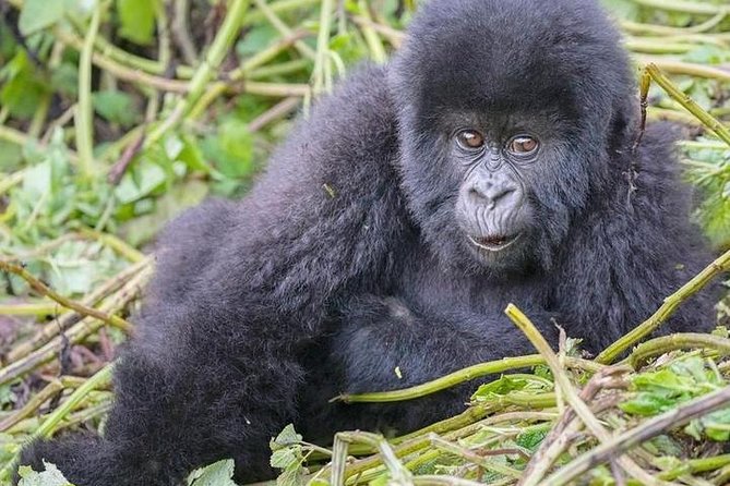1-Day Rwanda Gorilla Tour - Experience Highlights
