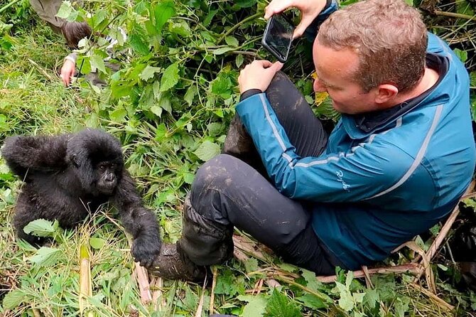 1 Day Rwanda Gorilla Trekking Tour In The Volcanoes National Park - Pricing and Availability