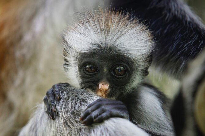 1 Day Short 4x4 Safari: ARUSHA NATIONAL PARK Incl. Lodge-Lunch - Itinerary Details