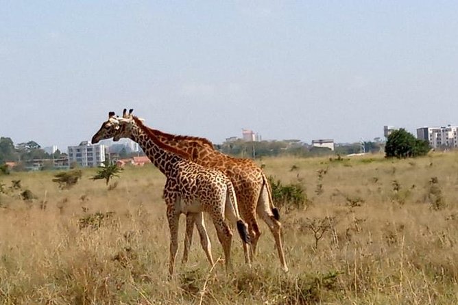 1 Day Tour Nairobi National Park,Giraffe Center&Karen Blixen - Itinerary Highlights