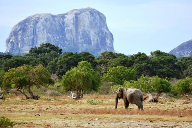 1 Day Tour to Yala National Park or Udawalawe National Park - Pickup Locations and Information