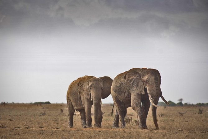 1-Day Tsavo East Safari From Mombasa - Pickup and Departure Details