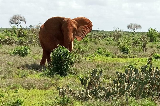 1 Day Tsavo East Safari ( Minimum 2 Pax) - Itinerary Details