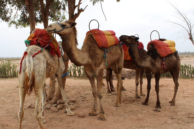 1-Hour Camel Ride and 1-Hour Quad Bike Ride in Marrakech. - Traveler Requirements