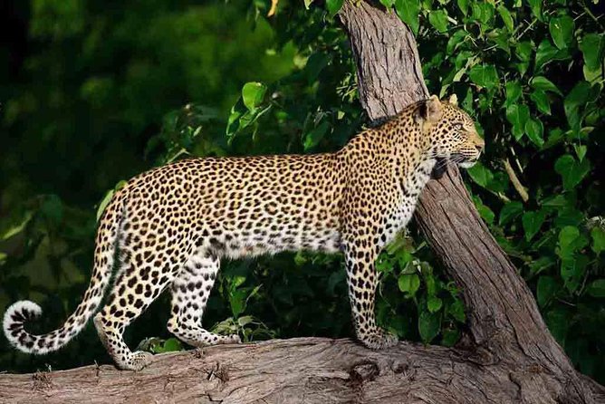 10 Day Zimbabwe and Chobe NP Tour - Pricing Details