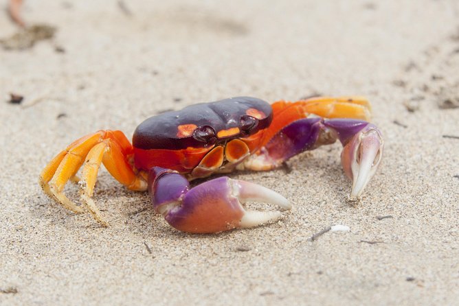 10 Days Essential Costa Rica - Package With Guanacaste From San Jose - Transportation and Transfers