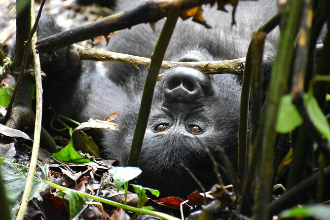 10 Days Uganda Safari With Gorillas - Included Services