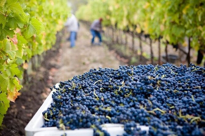11 Day Grand Tour Around Georgia, Hospitality and Lifestile - Inclusions and Exclusions