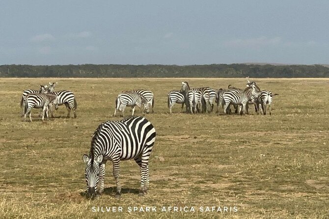 11-Day Wildebeest Migration Serengeti, Mara, Ngorongoro Crater. - Accessibility and Participation Guidelines